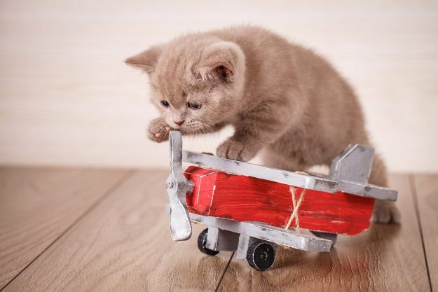 перелёт с животными в самолете