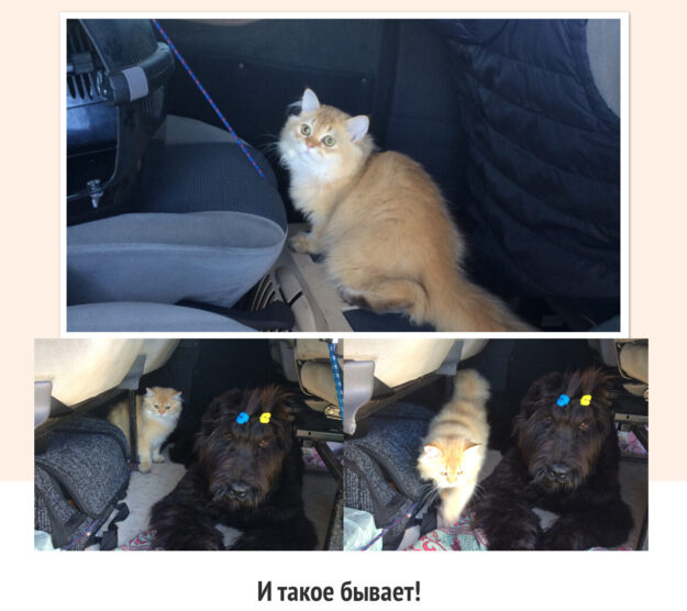 Как живут коты с собаками